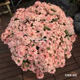 Семена семян цветов*голландский SG*красота сакура*Капсулы Tuscan Series 10
