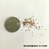 Семена семян цветов*Британская TM*Suihua Mother -In -law na na/Dragon Blast Mother Po na*Синяя страсть