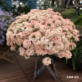 Семена семян цветов*голландский SG*красота сакура*Капсулы Tuscan Series 10