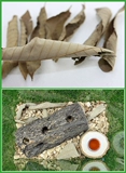 Размножение жуков дно и озеленение украшайте о себе листья листовой листовой листовой