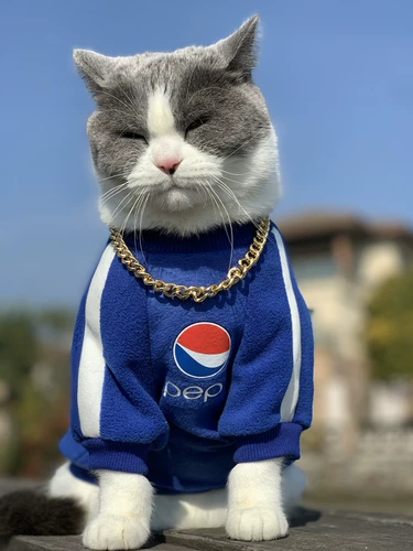 Одежда для домашних кошек Весна и осенняя одежда Противоизлевая воздушная суперструктура, бархатный теплый маленький и средний свитер для собак