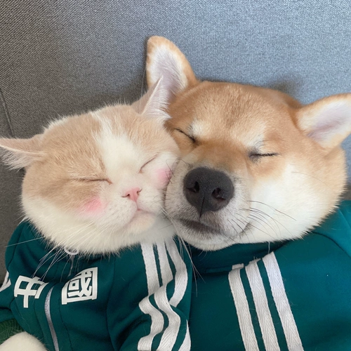 Домашний хлопок малый и среднеподобный анти -хар