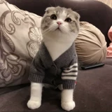 Осенняя тонкая милая рубашка, популярно в интернете