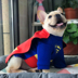 Pet Superman quần áo mùa xuân và mùa thu Teddy Keji pháp luật quần áo chiến đấu Superman Batman biến đổi trang phục bên trang phục thú cưng - Quần áo & phụ kiện thú cưng quần áo chó poodle Quần áo & phụ kiện thú cưng