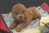 Nhật Bản Forfar Mô phỏng Teddy Dog Pet Dog Doll Puppy Plush Toy Doll Sinh nhật Quà tặng - Đồ chơi mềm mua gấu bông Đồ chơi mềm