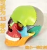 Mô phỏng hộp sọ người mô hình hộp sọ nhỏ mô hình y tế nghệ thuật sao chép nghệ thuật với tỷ lệ xương người - Chế độ tĩnh