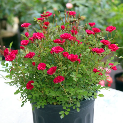 Weiyue Ziyu Petted Petted Flower Miao Balcony Super Micro -Micro -Micro -Microbled Rose Four Seasons Fenghua Duoyang лысый горшок