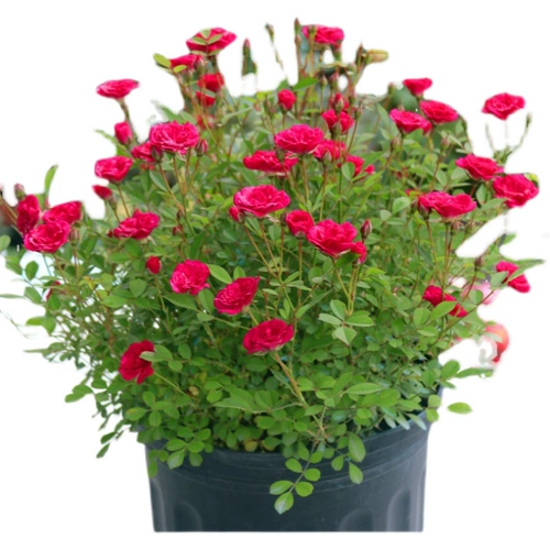 Weiyue Ziyu Petted Petted Flower Miao Balcony Super Micro -Micro -Micro -Microbled Rose Four Seasons Fenghua Duoyang лысый горшок