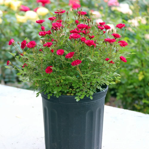 Weiyue Ziyu Petted Petted Flower Miao Balcony Super Micro -Micro -Micro -Microbled Rose Four Seasons Fenghua Duoyang лысый горшок