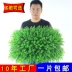 Nhà máy mô phỏng tường cây xanh tường giả cỏ mây nhựa nền hoa tường trong nhà tường xanh treo cửa cỏ - Hoa nhân tạo / Cây / Trái cây