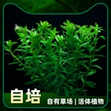 Qiancaotang Aquatic Aquarium Tank Рыба