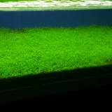 Водная трава рыбака Танка Танка Специальная вода Специальные растительные удобрения гранулы удобрения удобрения питания