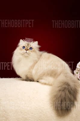 拿破仑短腿猫小步舞曲矮脚猫米努特短足曼奇金种公欣赏-淘宝网