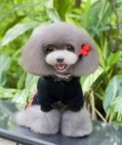 Pet New Dog Clothing Teddy Bargain Puppy осень и зимняя четырехлетняя спортивная одежда для спортивной одежды с четырьмя грудными хлопковыми свитерами.