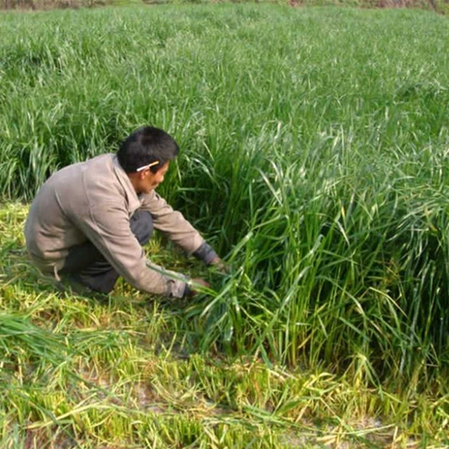 Семена Фравао, ржаная трава сладкая сорго