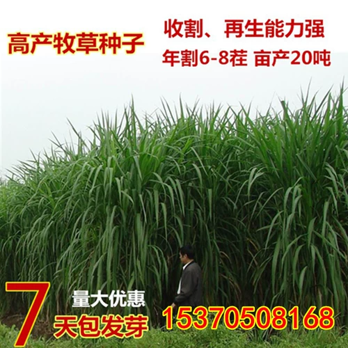 Семена Фравао, ржаная трава сладкая сорго