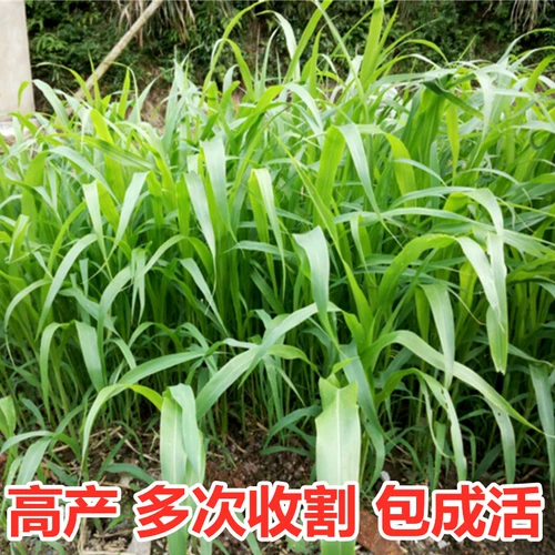 Семена Фравао, ржаная трава сладкая сорго