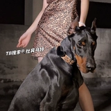 Оригинальная дикая собачья собачья узора в диком городе, любящий воротнич, средне -ориентированную собаку может быть заменена