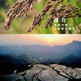 Naxi Field Mojiang Zijiang Zijiang Specialty Farmers Небольшой пурпурный клейкий рис.