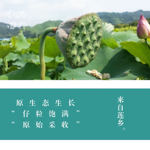 Lijiang Bai Lotus без семян не -клеточных семян лотоса дюйм Sanlian сухой шнур моделирование кожи 250 грамм