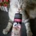 GimCat Junbao Cat Hair Cream Pet Cat Hair Dinh dưỡng Malt Flavour Tăng cường 200g19.11 - Cat / Dog Health bổ sung sữa bột cho chó Cat / Dog Health bổ sung