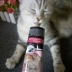 GimCat Junbao Cat Hair Cream Pet Cat Hair Dinh dưỡng Malt Flavour Tăng cường 200g19.11 - Cat / Dog Health bổ sung Cat / Dog Health bổ sung