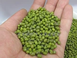 Heilongjiang Farmhouse 500G Северо -восток Специализированная зеленая фасоль сырой фасоль ростки вареные кара супа из мунгла.