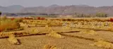 Северо -восточный рис Mi Gimi Rice 5 кг в ароматизаторе, громкий аромат.