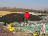 Little Black Bean 500G Farm Self -северо -восточный зеленый сердечный сердечный сердечник черный бобовый соевый молоко полная бесплатная доставка