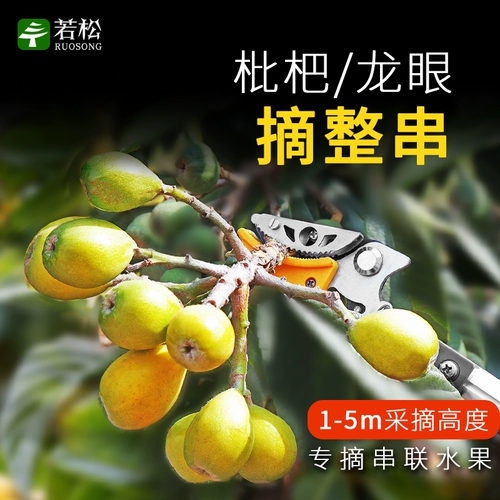Фрукты, сборные фрукты Лонгэн, фруктовые ветви, ножницы, телескопическая резка и длинный сборы фруктов Артефакт Высокие ветви, нарезанные фрукты ножницы