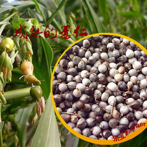 Dabai Coix Seed Rice Rice Northeast Banner Institute Universe 1 Catties 1 Catties не является Guizhou Siaosi Rice, производимым зерном