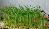Сухой гороховой зеленый бобы Северо -восточный флаг Jilin Farm Self -плата