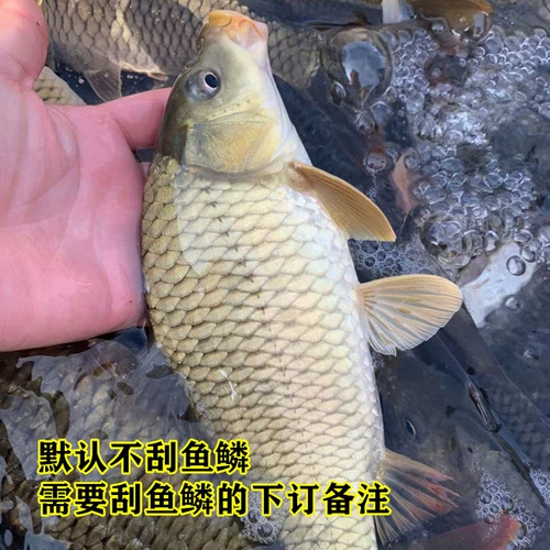 River Carp 3 Catties 78 Юань бесплатная доставка SF Special Products Fresh Ofnement питание супа Live Fish Slauthing Fish и выпустите рыбу, чтобы выпустить