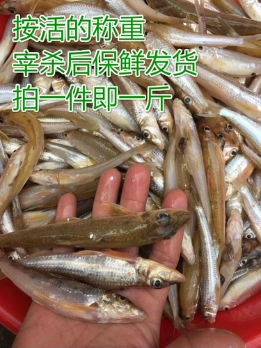 Heyuan Xiaoshi Fish Sardies