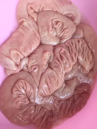 Сельская морозильная свинина Свинька Свиньи кишечника из кишечника с толщиной свиньи 39.