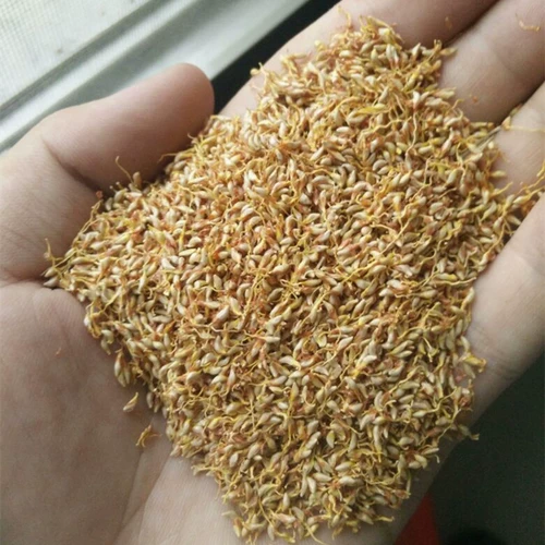 Семена ледяного порошка