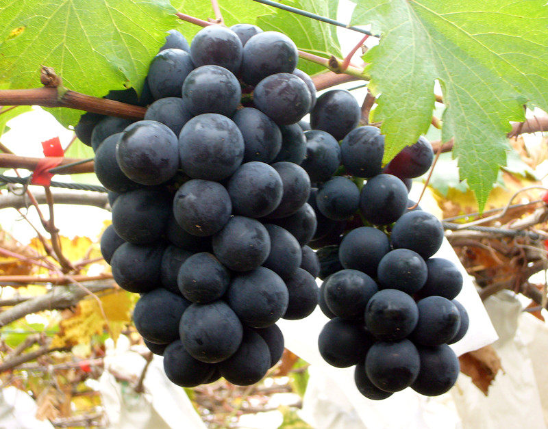 葡萄苗新品种当年挂果 适合南方北方盆栽地载 巨峰葡萄树苗木批发