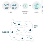 Мекенография Пробиотическая датская сказка Кобхансена Желудочно -кишечная мышиная бактерия гликогака BB12 Lactobacillus