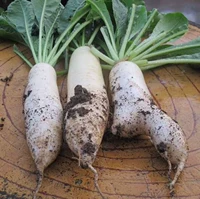 200 белая редька