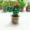 succulents Mini nhỏ cây trồng trong chậu chăn cừu chọc vui vẻ handmade DIY gói vật liệu công cụ mới chạy - Công cụ & vật liệu may DIY