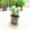 succulents Mini nhỏ cây trồng trong chậu chăn cừu chọc vui vẻ handmade DIY gói vật liệu công cụ mới chạy - Công cụ & vật liệu may DIY