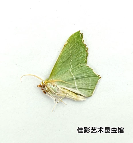 Спецификации моли мотыльки с морским зеленым глин