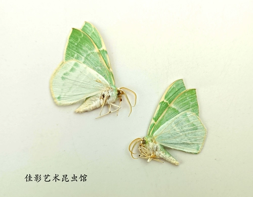 Спецификации моли мотыльки с морским зеленым глин