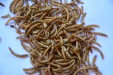 Птичья пища с кристаллом из кристаллического порошка сухой рисунок