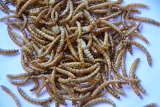 Птичья пища с кристаллом из кристаллического порошка сухой рисунок