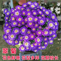 Cui Chrysanthemum Blue (взрывной горшок) 1 грамм