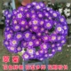 Cui Chrysanthemum Blue (взрывной горшок) 1 грамм