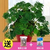 Mimosa 30 капсулы+удобрение почвы