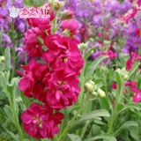 Lianlianxuan Purple Lan Seeds Searnsing Flowers and Seeds Four Seasons Цветения цвету