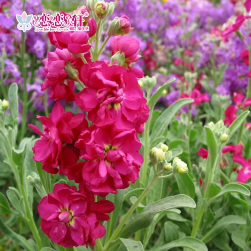 Lianlianxuan Purple Lan Seeds Searnsing Flowers and Seeds Four Seasons Цветения цвету